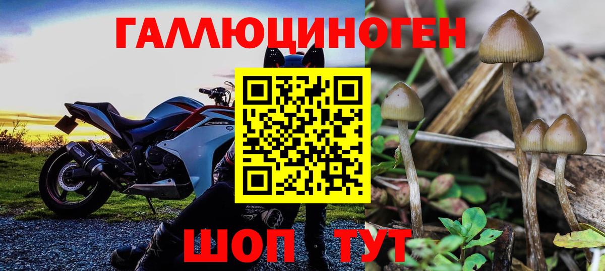 Галлюциногенные грибы Cubensis Черногорск